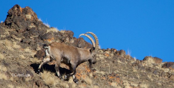 bull ibex walking downslope n