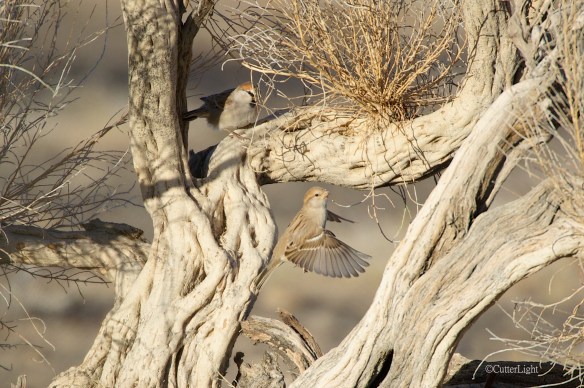 Buntings framed by desert wood n