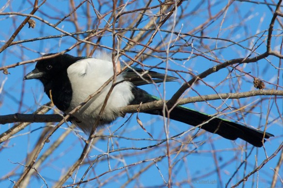 eurasian magpy shimmering n