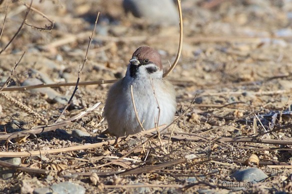 eurasian tree sparrow front n