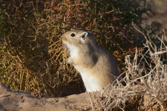 gerbil in s gobi