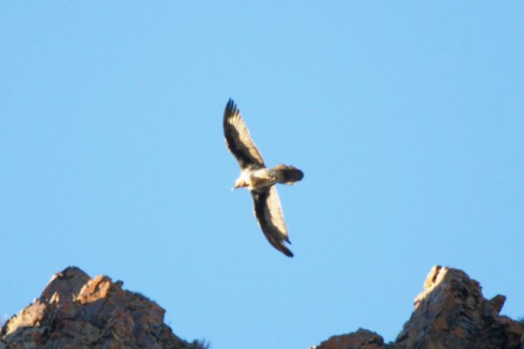 lammergeier disapper rocks