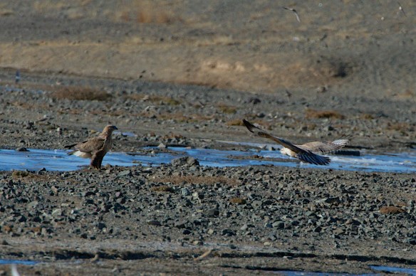 rough legged hawk pair