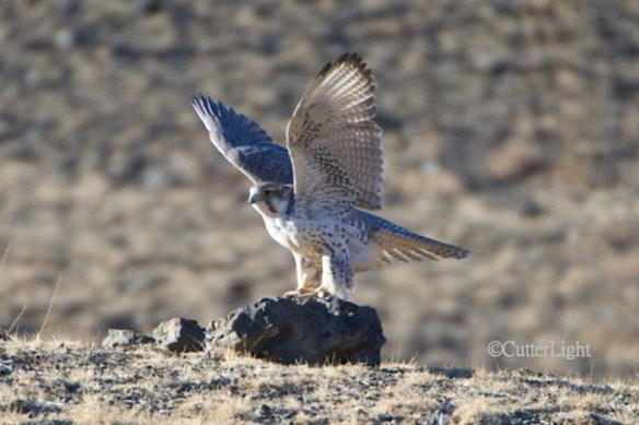 Saker falcon n