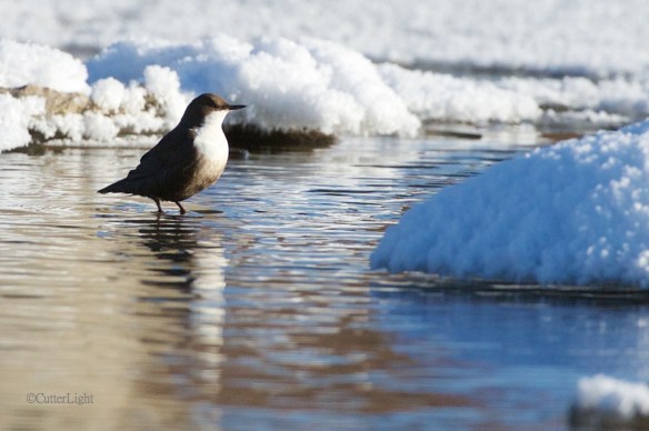 white throated dipper Tuul n