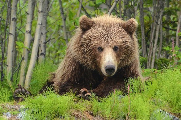 Grizzley looking straight on n