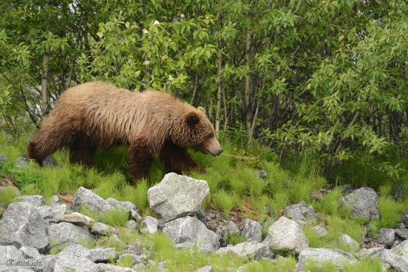 Grizzly ambling off diorama n