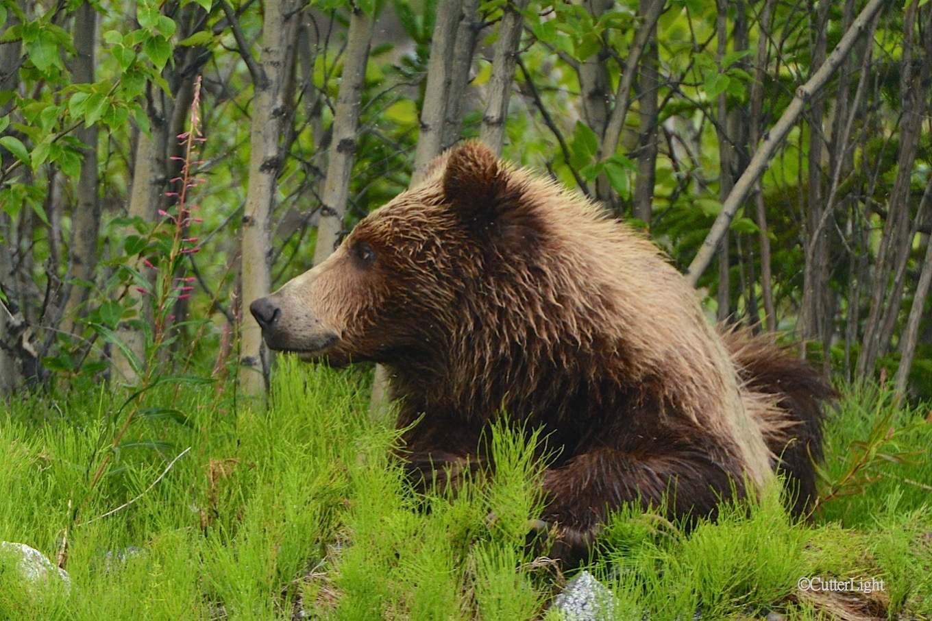 Grizzly looking to his right n