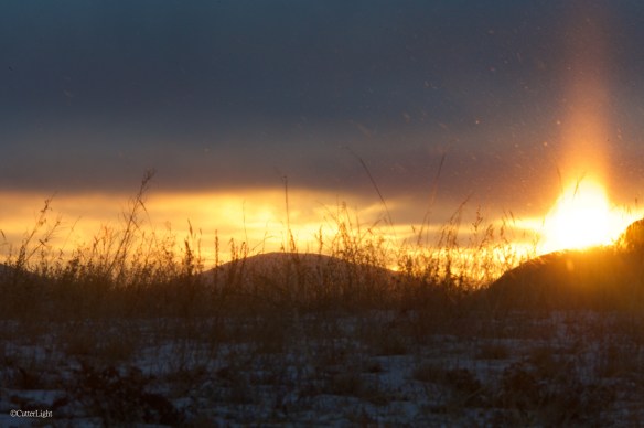 ice needles at dawn n