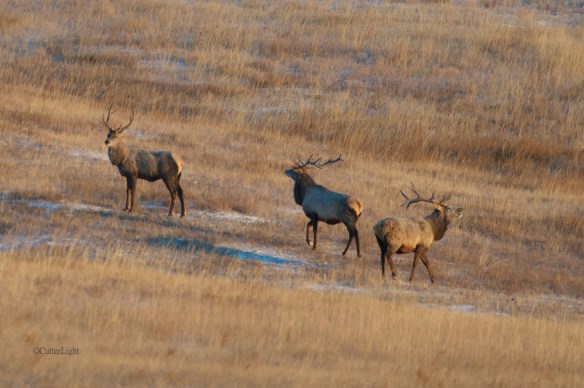 red deer 3 males gathering scent n