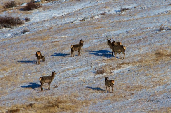 red deer femals on snow n