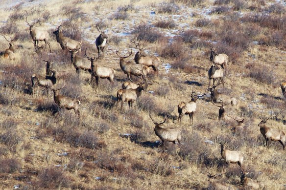 red deer males on alert n