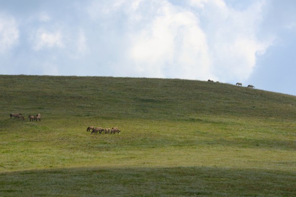 takhi in summer field