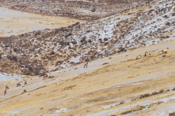 takhi with red deer n