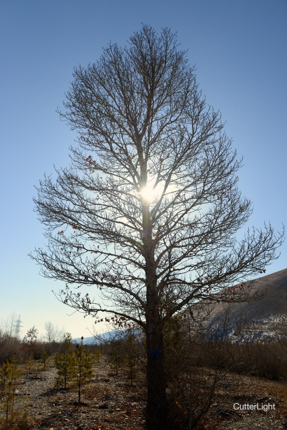 big tree w sun april Tuul n