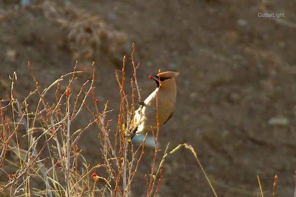 bohemian waxwing eating red berries n