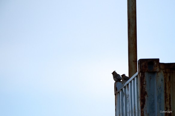 Bohemian waxwing pair looking north n