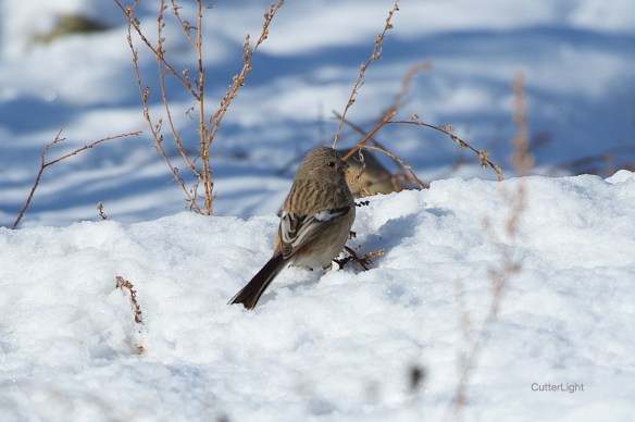 female long-tailed rose finch n