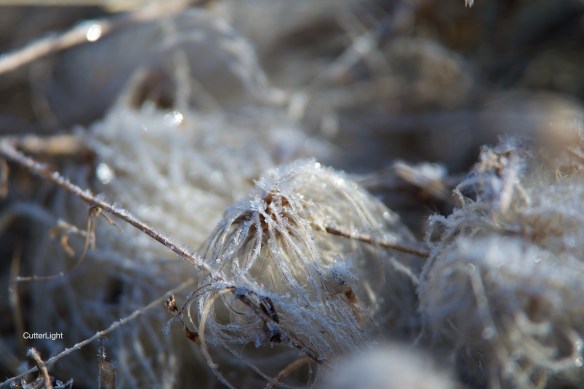 frost jellyfish weed april 2015 n