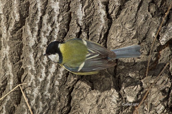 great tit back tree n