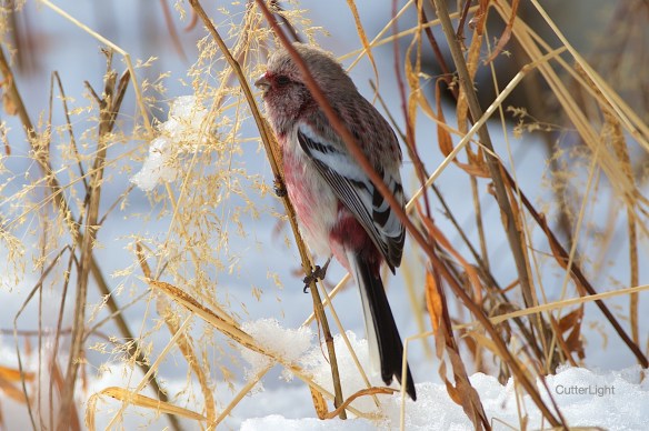 long-tailed rosefinch n