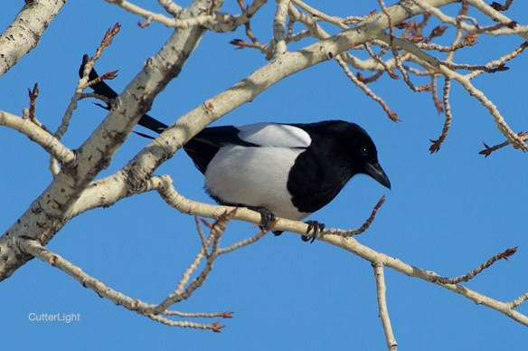 Magpie March 2015 n