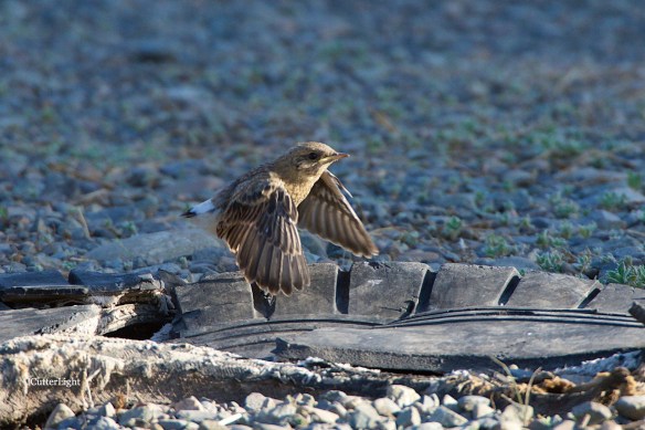 Isabelline wheatear juv 1st flight n