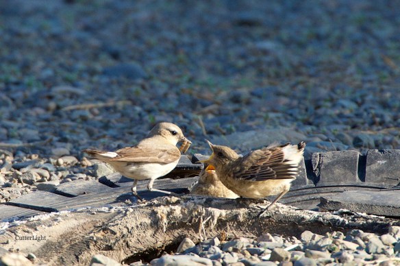 Isabelline wheatear mom feed 2 juv grub 1 n