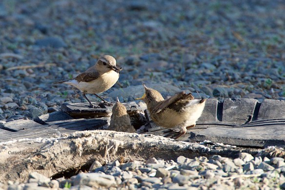 Isabelline wheatear mom feeding chicks 1 n