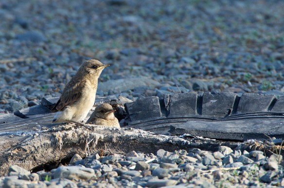Isabelline wheater chicks waiting for mom n