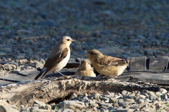 Isabelline wheater feeding looking for more 3 n