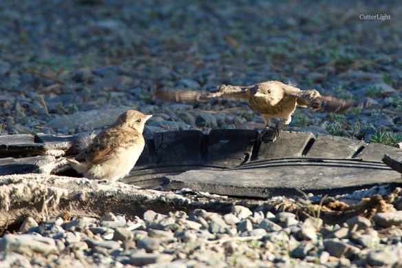 isabelline wheaters flight attempt n