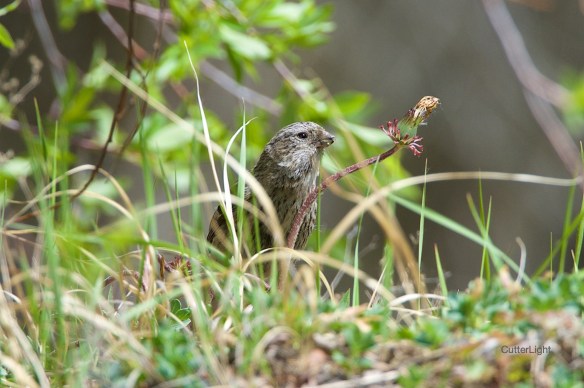 pallas rosefinch female n