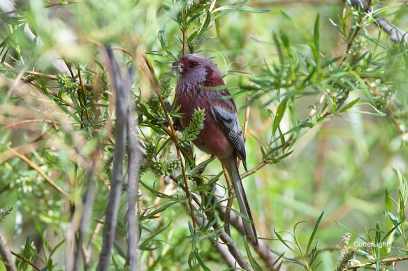 Pallas Rosefinch male n