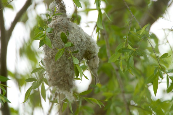 Pendulin tit entering nest