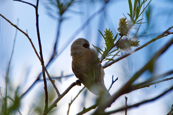 Pendulin tit working into evening
