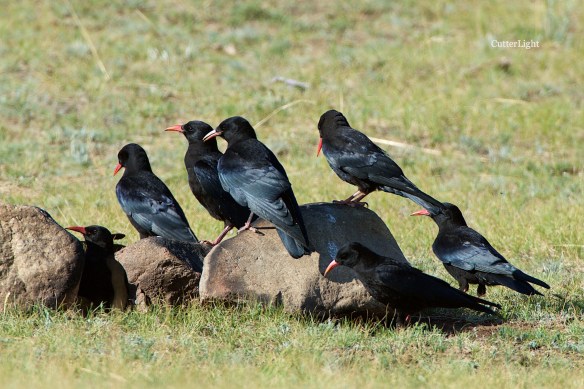 chough convention n