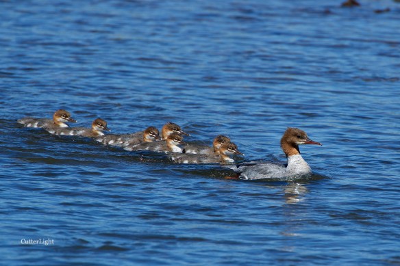 common merganser 2015 Tuul River n