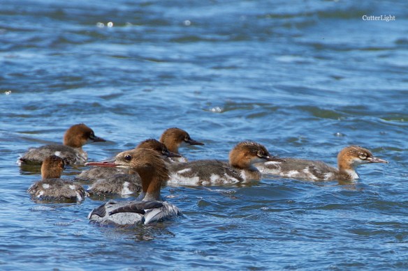 Common merganser family Tuul n