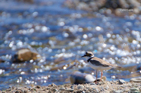 Plover Little Ringed UB 2015 n