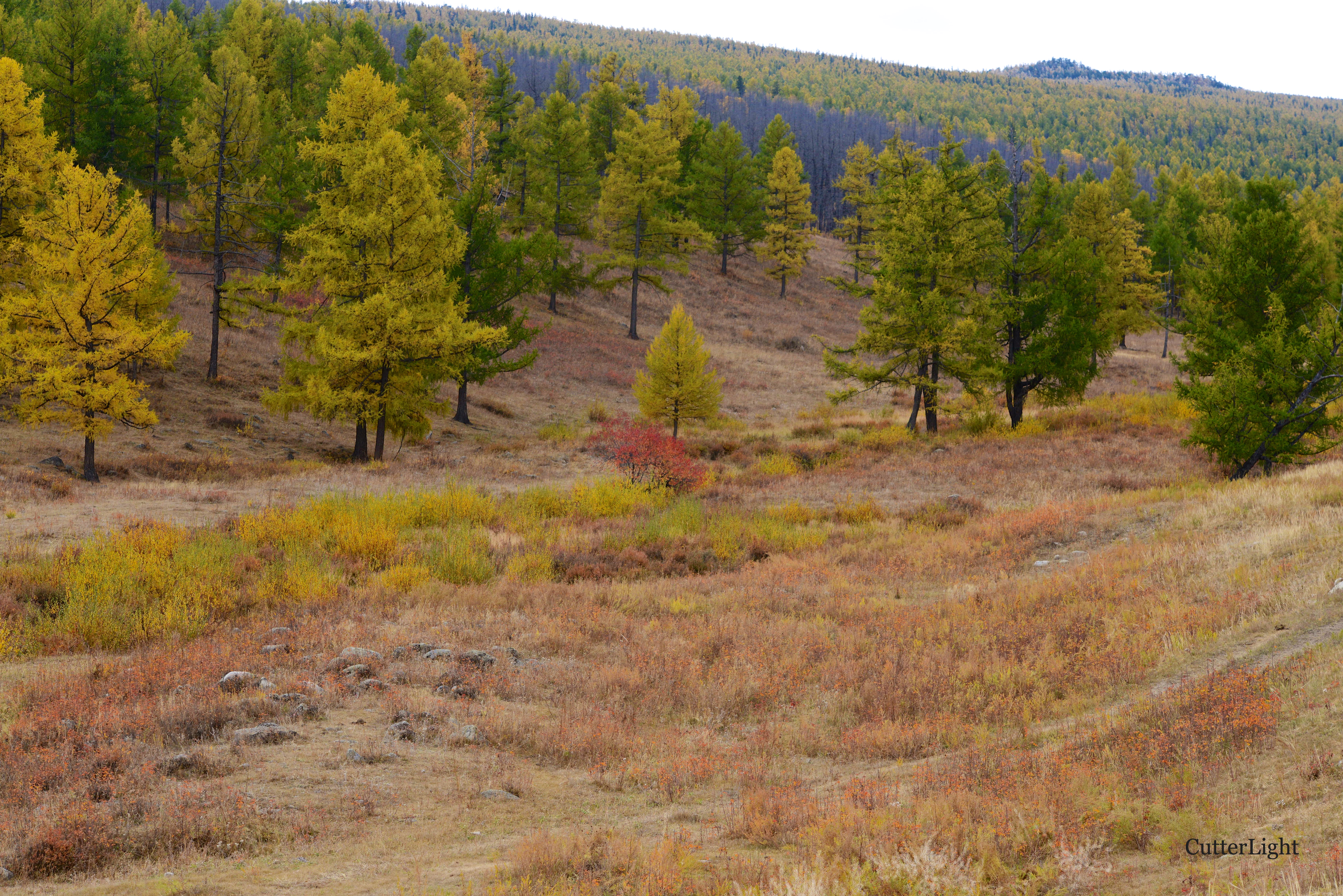 Mongolia fall foiliage n