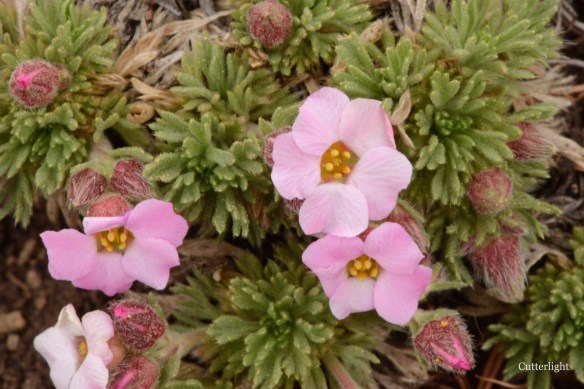 pink flower succulent n
