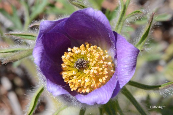 purple flower macro n