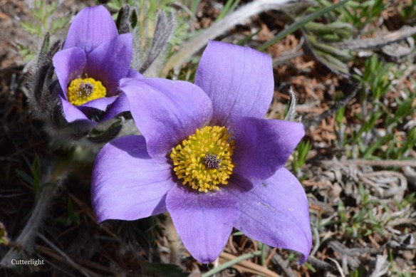 purple flower Mongolia n