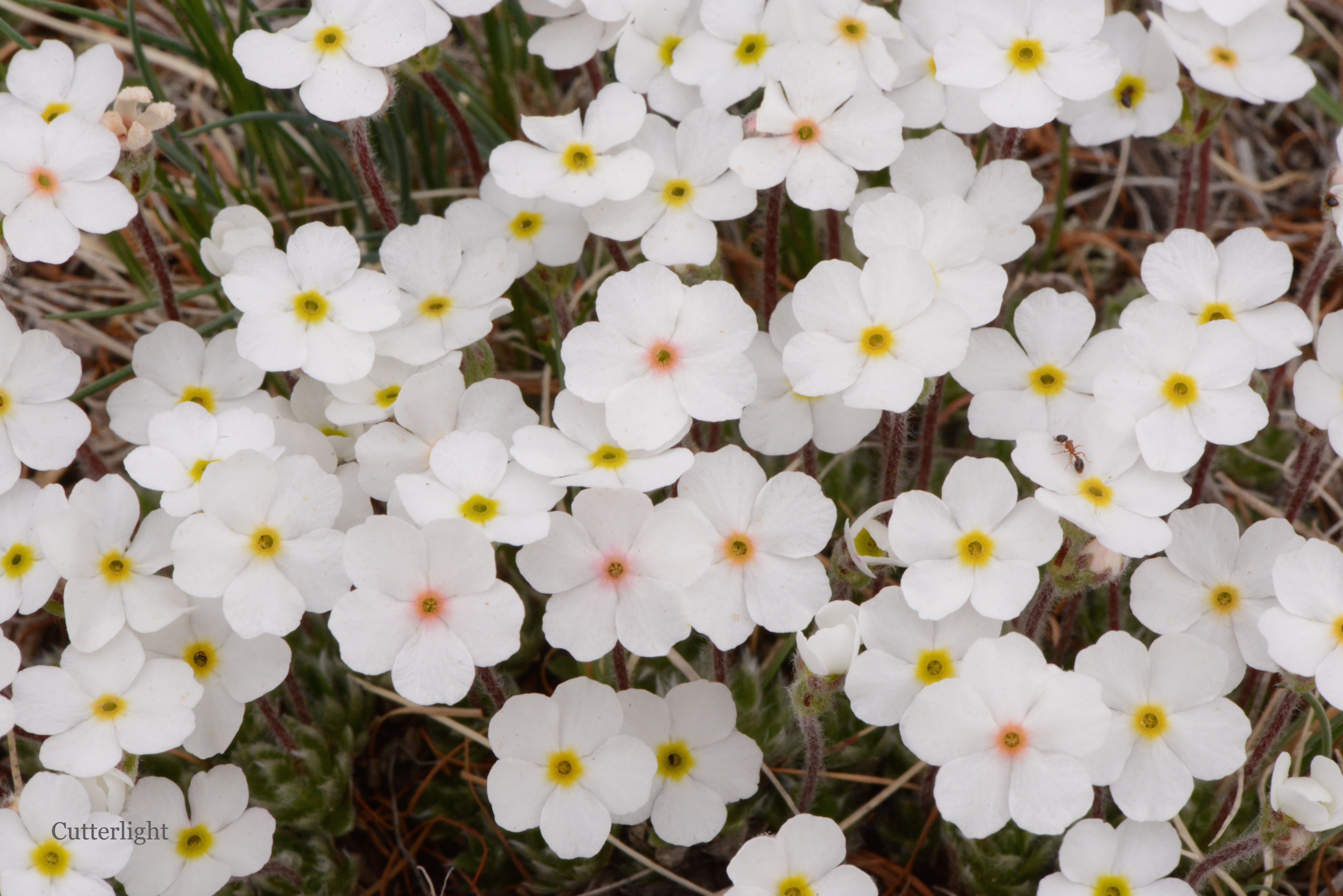 white flowers w yellow, pink orange n