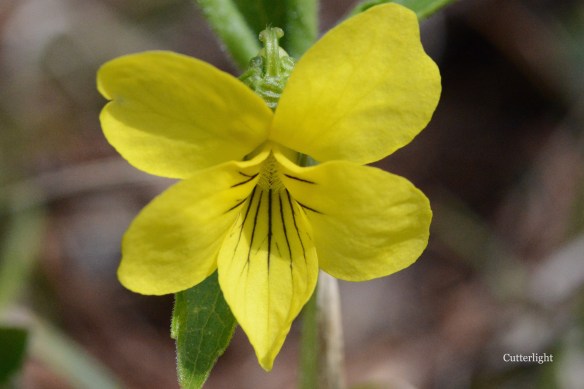 yellow flower beautiful n