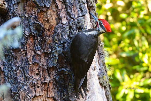 pileated woodpecker n