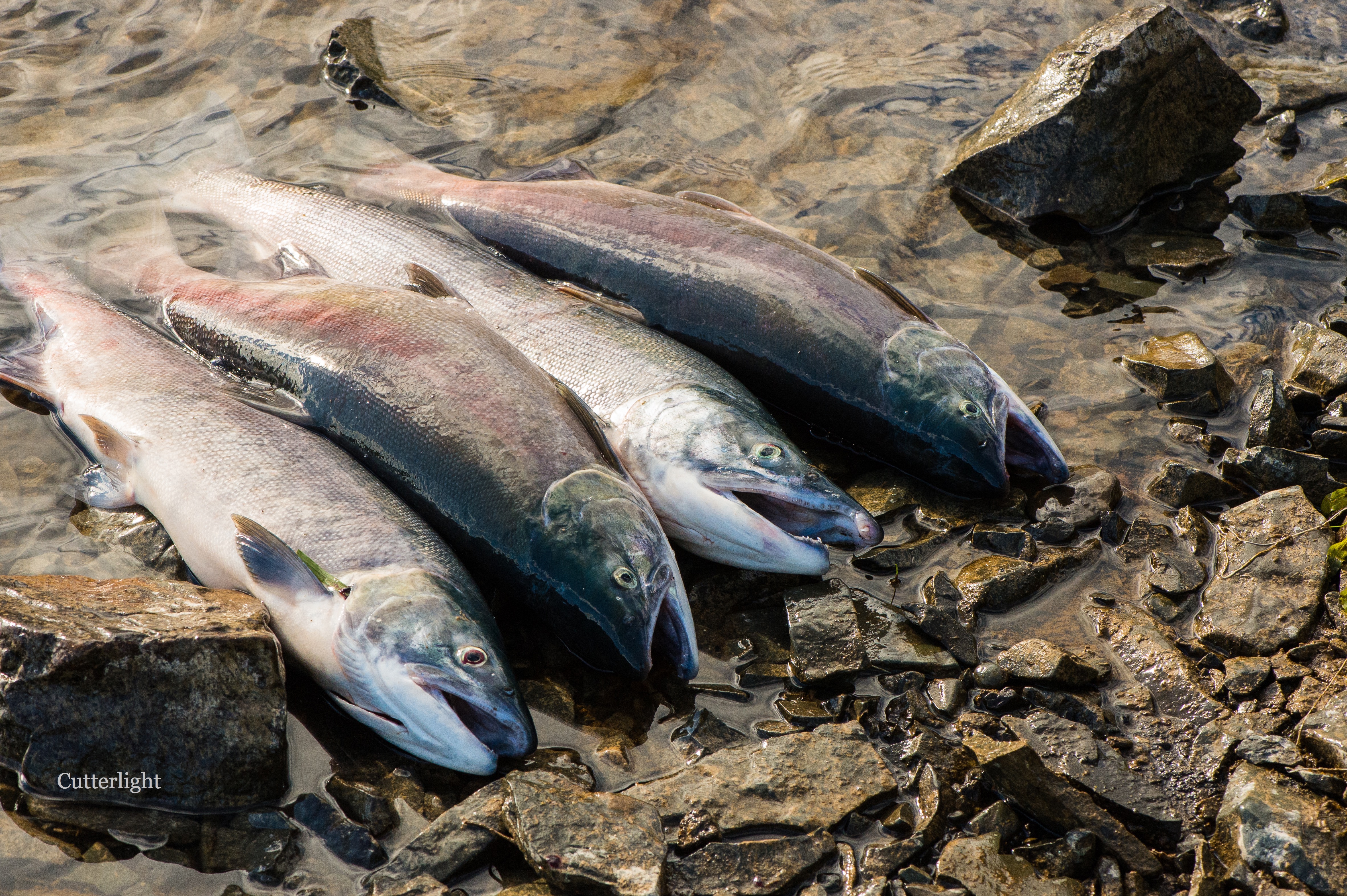 first salmon Chignik n