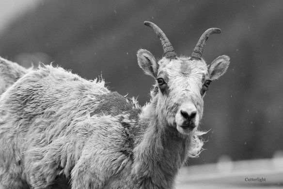 mountain sheep give us a kiss n