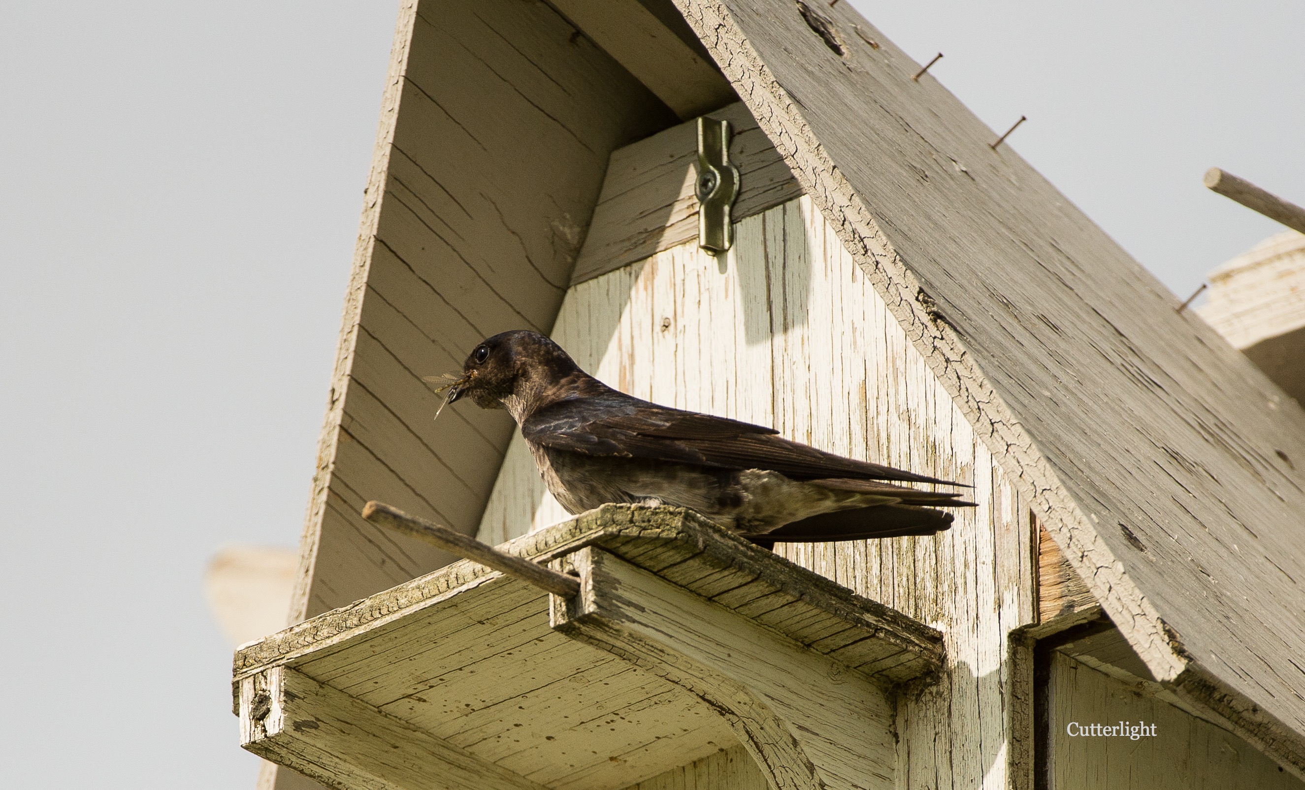 Purple Martins: The Highest-Flying Swallow | CutterLight